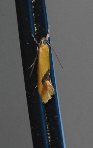 Réf. 207 819 : Batia sp.